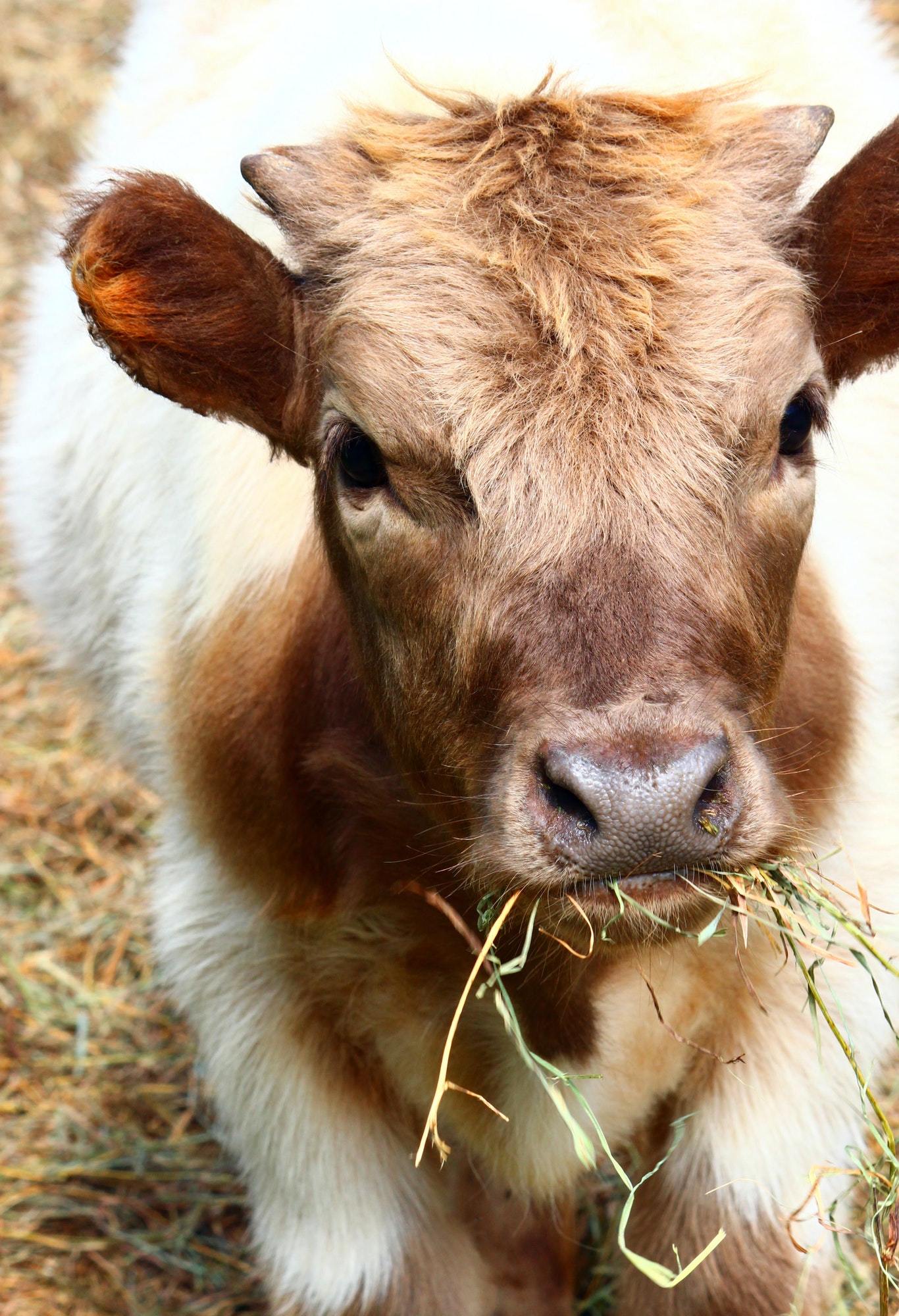 Calf eating hay